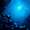 iron_dolphin