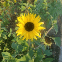 sunflower73065