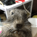 beaver1016